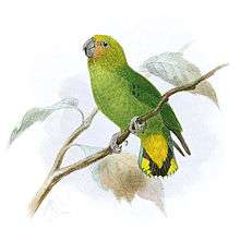 Drawing of green parrot with yellow cheeks and yellow tail with black markings