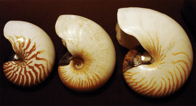 Photo of profiles of three progressively larger nautilus shells