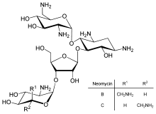 A chemical structure of neomycin molecule.