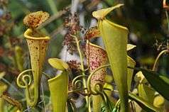 Yellow-green pitchers in close-up