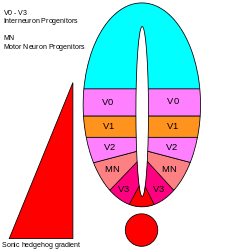 Depiction of domains of the ventral neuronal cell types in the neural tube