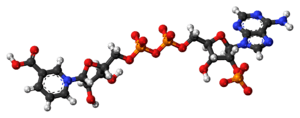 Ball-and-stick model of the NAADP molecule