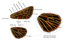 Noctuidae wings venation