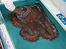 Captured specimen of a giant octopus