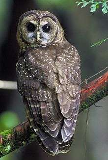 A midsized bird perched on a moss covered limb. It has brown feathers, covered with white to tan spots. Its eyes are round and black, and its beak is short and curved downward.