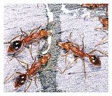 Foraging workers feeding on experimental honey on a tree.