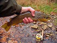 A live dark yellow and silver fish mottled with black, brown and yellow spots held in a human left hand. On the half-wet ground behind it is a fly-fishing rod