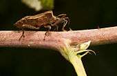 Lateral view showing Coreus marginatus feeding on a plant stem