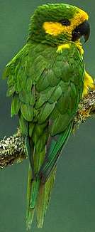 A green parrot with a yellow forehead and cheeks