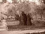 Olive tree on the Mount of Olives, reported to be 2000 years old.