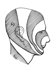 The head in profile, with trigeminal-nerve distribution illustrated