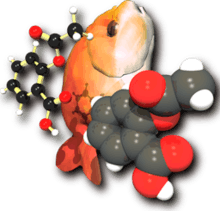 A computer graphics image. On the left is a ball and stick molecule model. In the middle is an orange fish, tail down, face up. On the right is a space-filling molecule model.