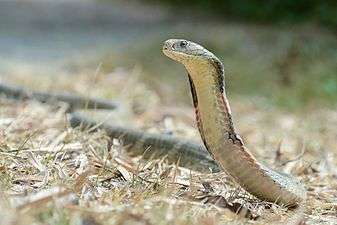 Ophiophagus-hannah-kaeng-krachan-national-park.jpg