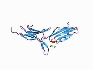  A structural representation of the MadCAM-1 receptor