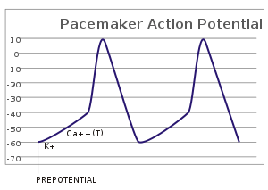 A plot of action potential (mV) vs time.  The membrane potential is initially -60 mV, rise relatively slowly to the threshold potential of -40 mV and then quickly spikes at a potential of +10 mV, after which it rapidly returns to the starting -60 mV potential.  The cycle is then repeated.