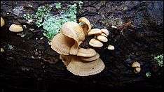 A cluster of about a dozen light brown, roughly fan-shaped mushroom caps growing from a piece of rotting wood. Also visible on the wood are a few scattered smaller caps, and patches of green lichen.