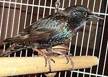 Pet starling