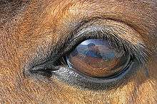 Close up of a horse eye, with is dark brown with lashes on the top eyelid