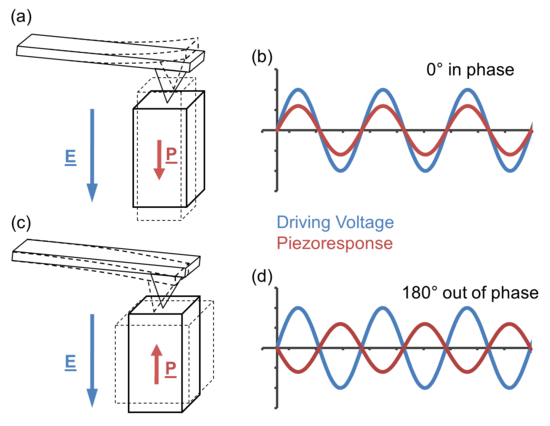 Diagram showing cantilever movements from mechanical deformation of piezoelectric domains