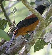 Bird with black wing, head and tail and chestnut body partly obscured by branches