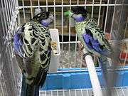 A parrot with a white underside with black-tipped feathers, black wings with white-tipped feathers, lavender-edged wings, a lavender chin, and a black forehead