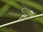 Mating damselflies