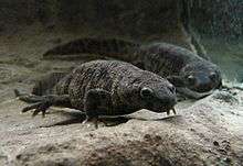 Two grey newts, taken from the front, under water, presumably in an aquarium