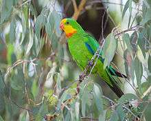 Green parrot with blue wings, yellow face, and orange chin and beak