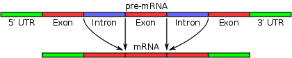 Pre-mRNA is pliced to form of mature mRNA.