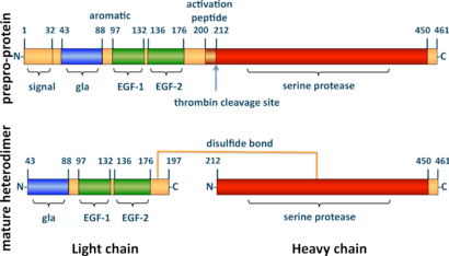 A tube diagram representing the linear amino acid sequence of the preproprotein C (461 amino acids long) and mature heterodimer (light + heavy chains) highlighting the locations of the signal (1-32), gla (43-88), EGF-1 (97-132), EGF-2 (136-176), activation peptide (200-211), and serine protease (212-450) domains.  The light (43-197) and heavy (212-461) chains of the heterodimer are joined by a line representing a disulfide bond between cysteine residues 183 and 319.