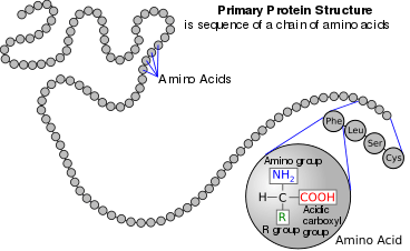 A protein depicted as a long unbranched string of linked circles each representing amino acids