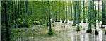 A cypress swamp in Holly Springs National Forest.