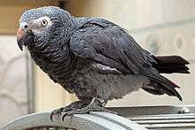 A grey parrot with a white mask. The dark bill has a lighter colouring on the upper mandible.