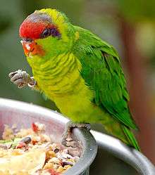 A green parrot with a light green underside, a red forehead, and a violet mark behind the eyes