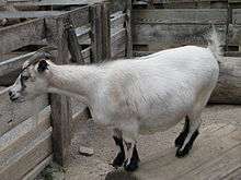 Pygmy goats resting