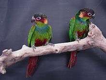 A green parrot with a maroon head and tail