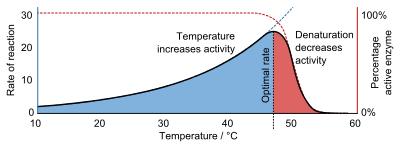 A graph showing that reaction rate increases exponentially with temperature until denaturation causes it to decrease again.