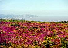 Ground covered with purple heather. In the distance are hills and coastline.