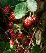 Blackberries at the shore of Racho Seco Lake