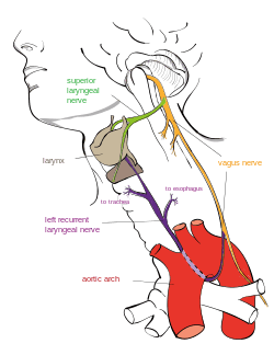 A diagram showing the recurrent laryngeal nerve