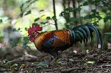 Colorful male on forest floor