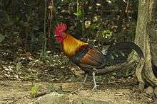 Male red junglefowl walking across forest floor