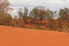 A Red Sand Dune, Queensland, Australia