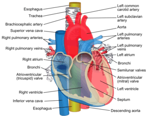 Diagram showing the esophagus passing behind the human trachea and heart.