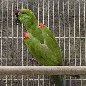 A green parrot with a maroon forehead