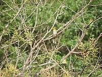 In scrub habitat