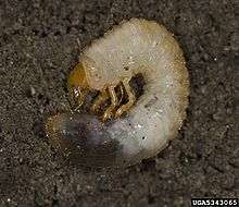  a picture of a European Chafer larva on dirt