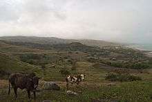 Cattle grazing in a hillside field overlooking Rivière Cocos.