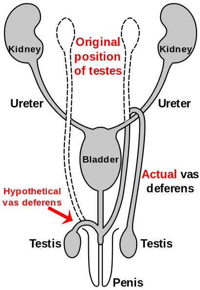 Figure 2g