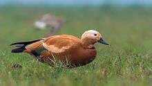  Ruddy Shelduck